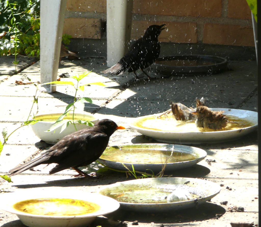 Fugle i bad med sprøjt omkring sig. 2 gråspurve, solsortehun kigger på