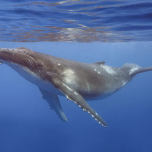 Foto af pukkelhval Moorea phptp) under havoversfalden. Billedet er blåt