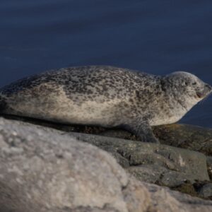 Foto ag em spættet søæ