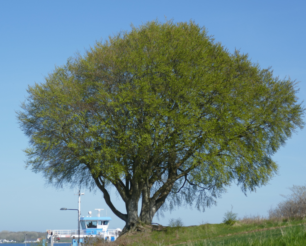 Stort bredt træ ved Ballebro grøn og set i medlys