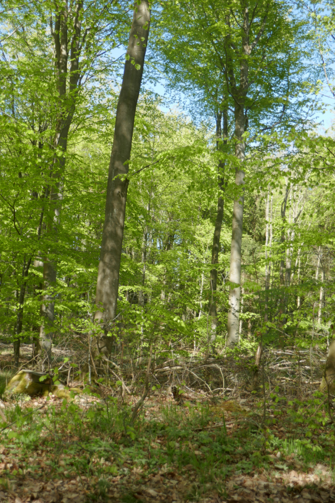 Nørrsskoven 39april 