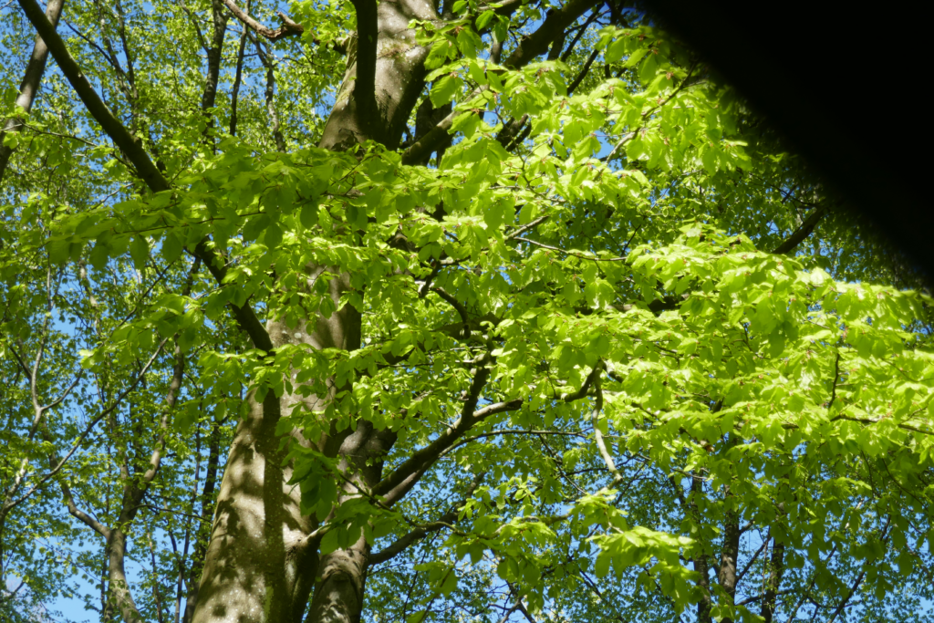 Løvspring i Nørreskoven