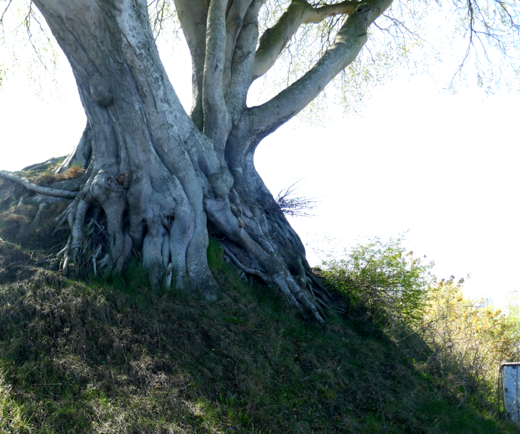 Træets rødder har en næsten kropslig karakter. De fortæller historien om træets lange liv