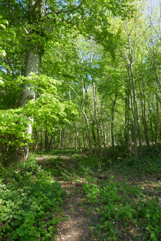 Groen skov ved Egen paa Als