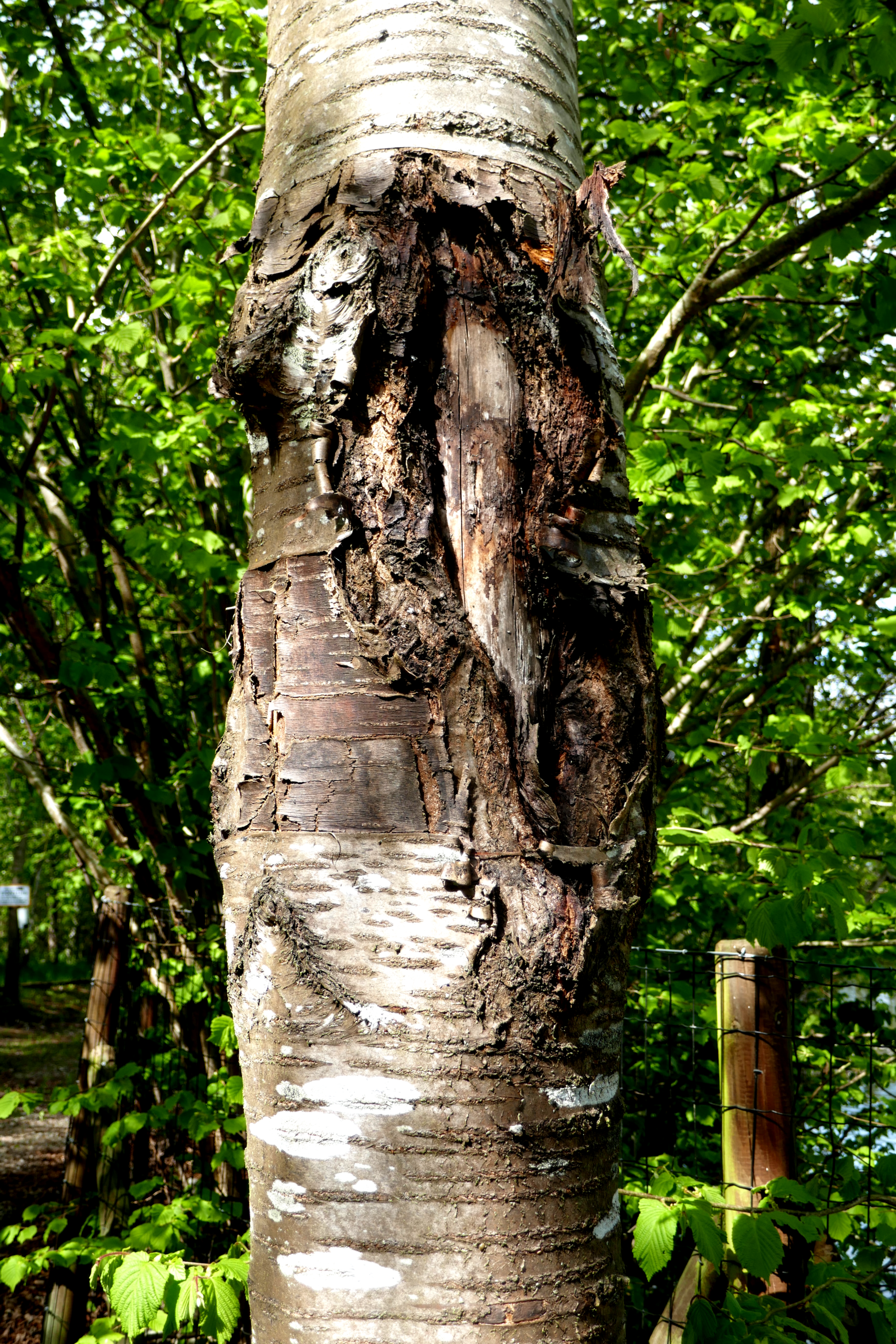 Træ, Sommerland Sjællanmd